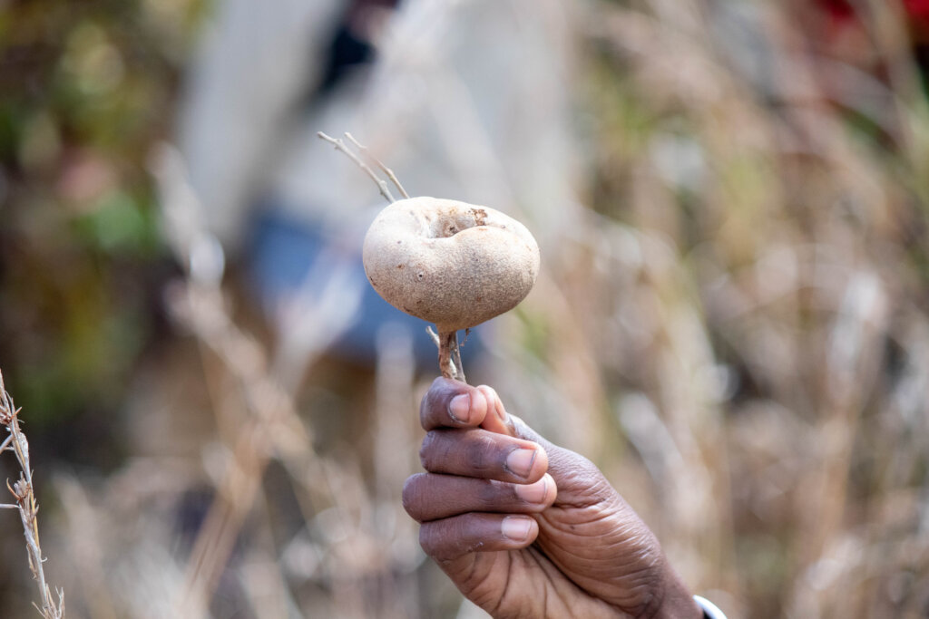 Community Rainforest Restoration in Madagascar