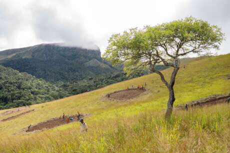 Community Rainforest Restoration in Madagascar