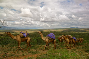 The Camels Set Out