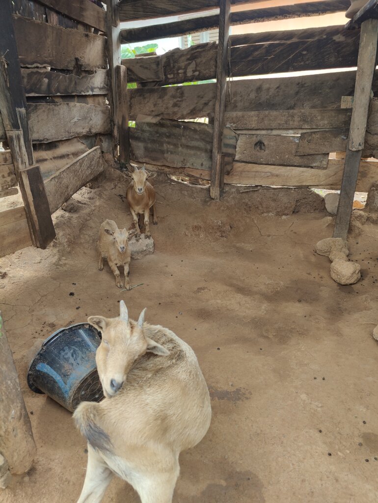 Women Goat Ranch For A Sustainable Livelihood