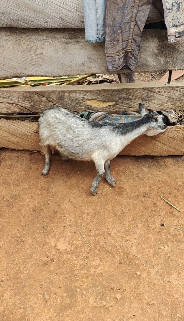Women Goat Ranch For A Sustainable Livelihood
