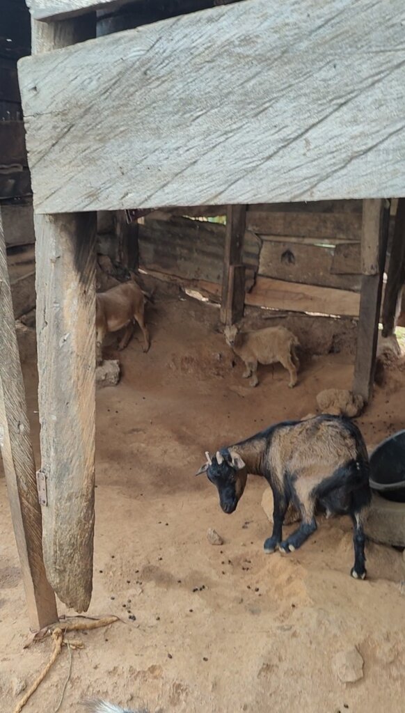 Women Goat Ranch For A Sustainable Livelihood