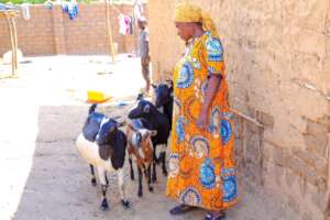 Refugee woman with her goats
