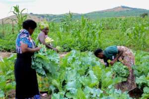 Vegetable farming by refugee women