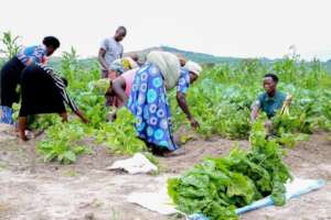 Refugee women garden