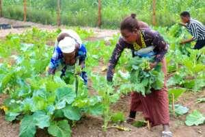 Gardening lessons for refugee women