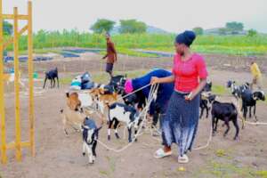 Beneficiary with Goats