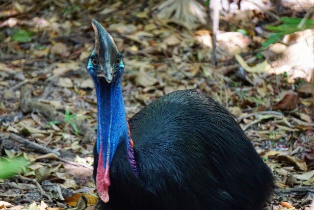 Southern Cassowary