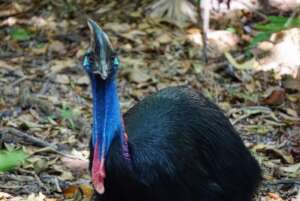 Southern Cassowary