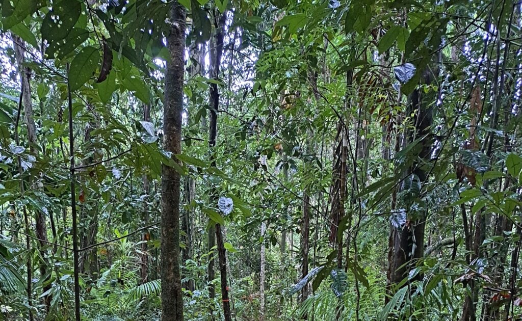 Tree tops Benella Rainforest Reserve