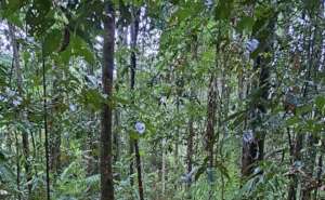 Tree tops Benella Rainforest Reserve