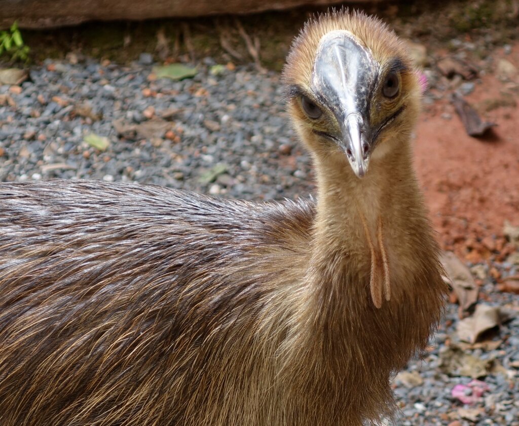 Cassowary Corridor - Wet Tropics of Far North Qld