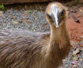 Southern Cassowary Chick