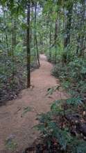 Benella Rainforest Reserve Walking Trail