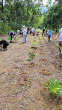 Students planting rainforest trees