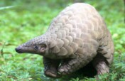 Play for Pangolin