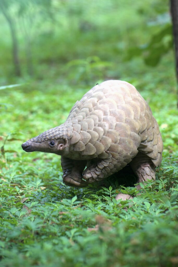 Play for Pangolin