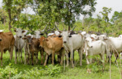 Veterinary Care for 500 Livestock in Kano