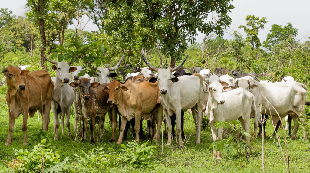 Veterinary Care for 500 Livestock in Kano