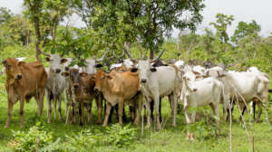 Veterinary Care for 500 Livestock in Kano