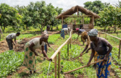 Train Farmers in Eco-Friendly Farming in Ghana