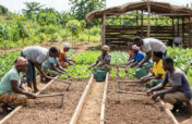 Improve Food Production in Rural Ghana