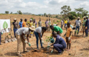 Reforest Land with 1,000 Trees in Ghana