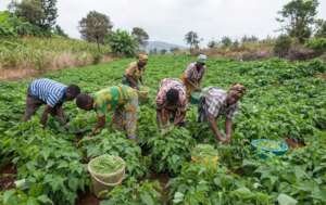 Farm Support Program for 500 Farmers in Kano