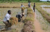 Wetland Restoration for 500 Farmers in Kano