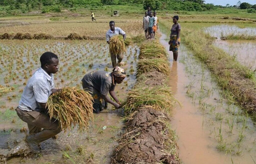 Wetland Restoration for 500 Farmers in Kano