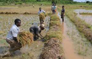 Wetland Restoration for 500 Farmers in Kano