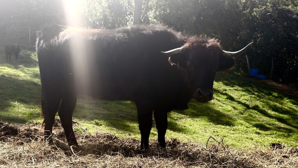 Cassandra, a young rescued fighting cow