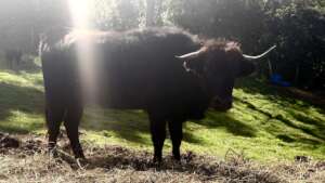 Cassandra, a young rescued fighting cow