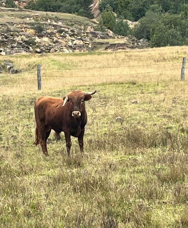 Spanish Fighting Bull Rescued by Namigni Sanctuary
