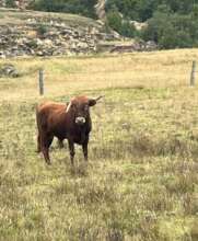 Spanish Fighting Bull Rescued by Namigni Sanctuary