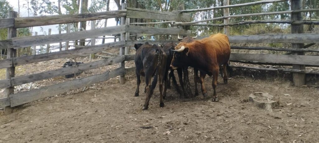 Bullfighting Bulls Rescued by Namigni Sanctuary