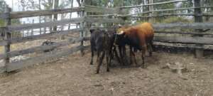 Bullfighting Bulls Rescued by Namigni Sanctuary