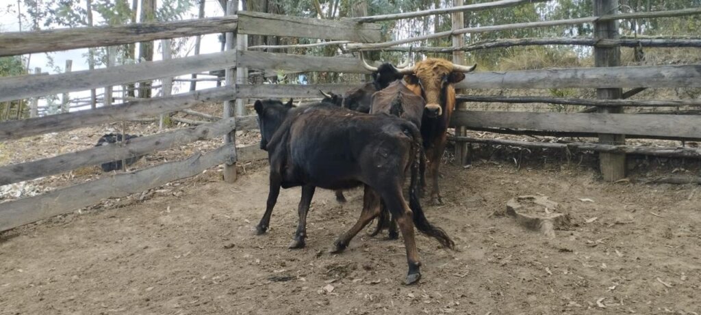 Bullfighting Cows Rescued by Namigni Sanctuary