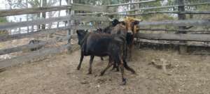 Bullfighting Cows Rescued by Namigni Sanctuary