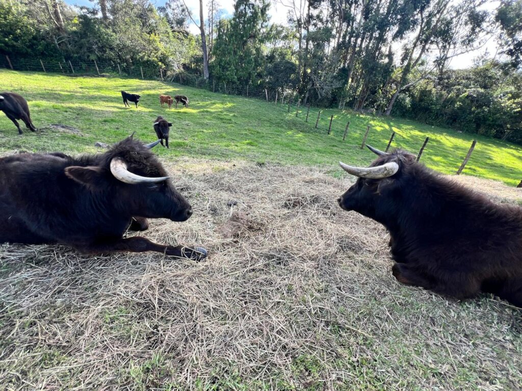 Rescue and Protect Bullfighting Bulls and Cows