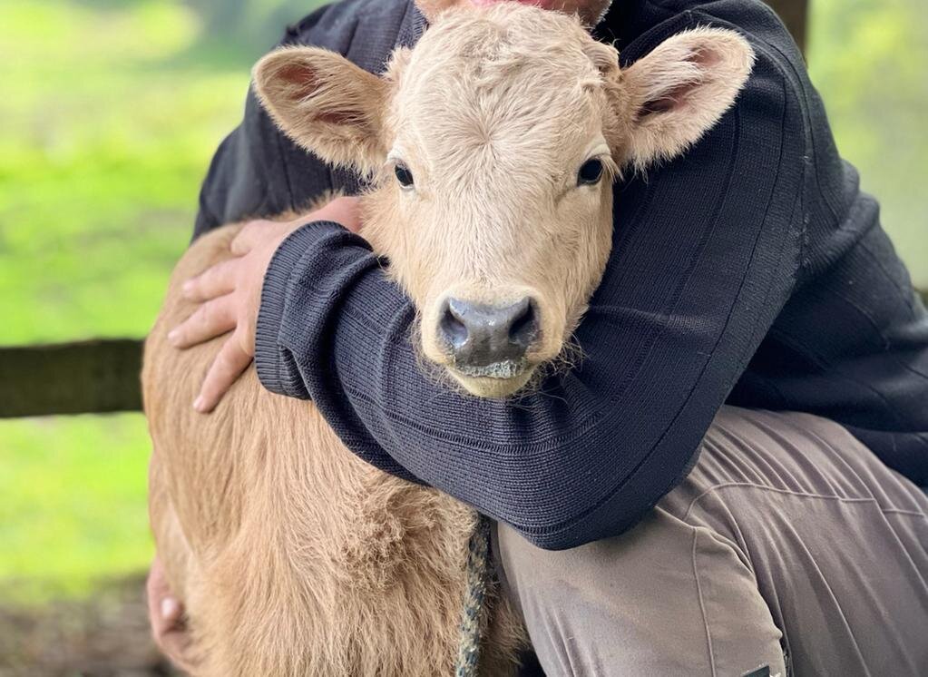 Rescue and Protect Bullfighting Bulls and Cows