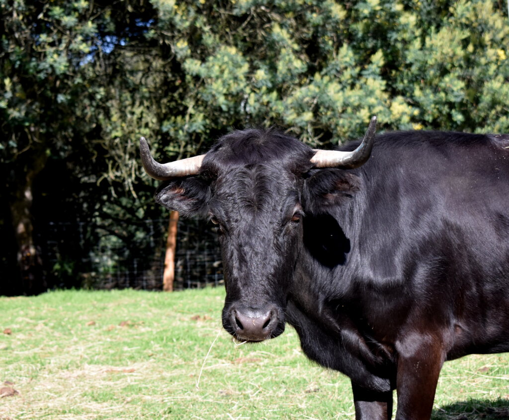 Rescue and Protect Bullfighting Bulls and Cows