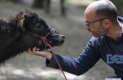 Rescue and Protect Bullfighting Bulls and Cows