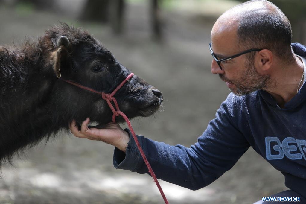 Rescue and Protect Bullfighting Bulls and Cows