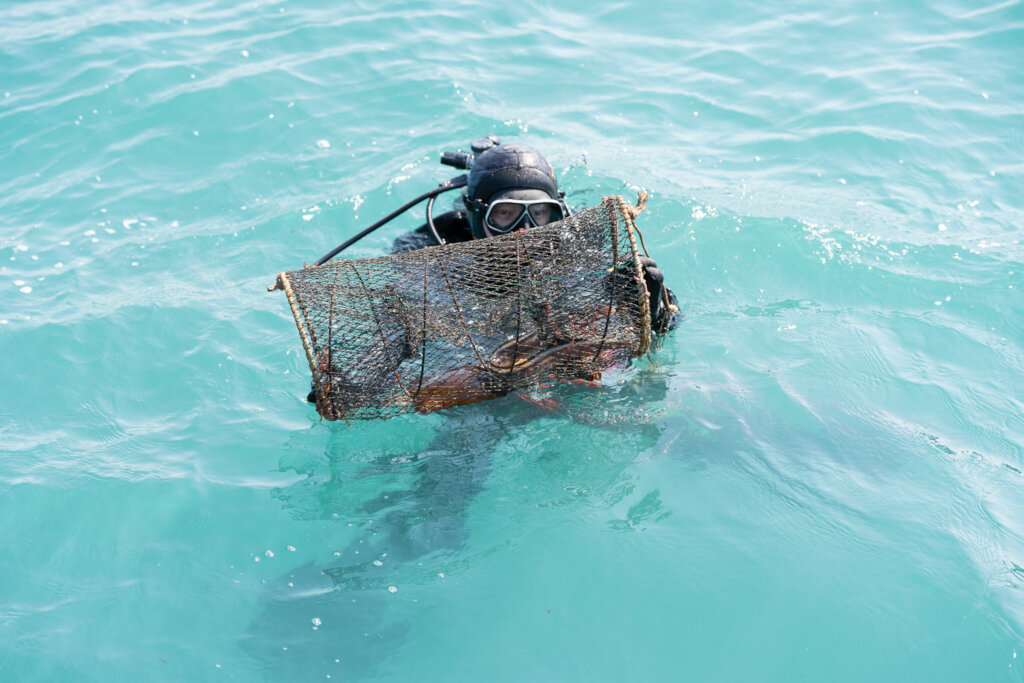 Keep Jeju's Ocean Alive: Protect Its Defenders
