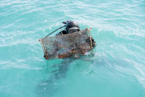 Keep Jeju's Ocean Alive: Protect Its Defenders