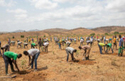 Restore Land by Planting 1,000 Trees in Ghana