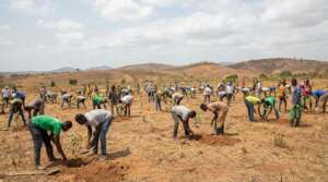 Restore Land by Planting 1,000 Trees in Ghana