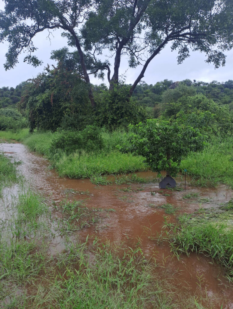 Elephants Alive Flood Relief