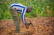 Agricultural Support for 150 Farmers in Niger